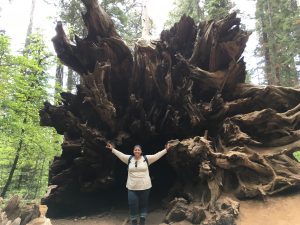 There's nothing like a fallen Giant Sequoia to reinforce our own smallness in the Yosemite ecosystem.