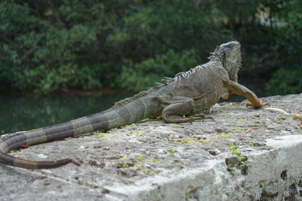 Lots of these guys wander the various gardens of Vizcaya, as much their home as ours.