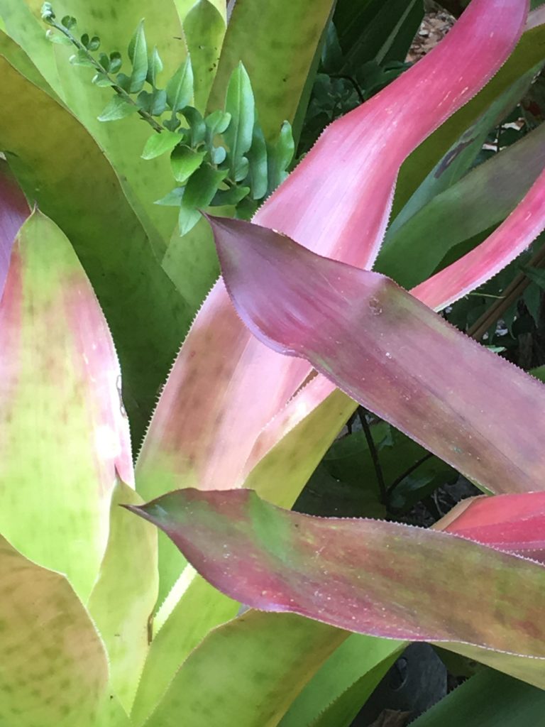 Neon colored plants like this one from the Vizcaya canal can rev up an outside garden or an inside room