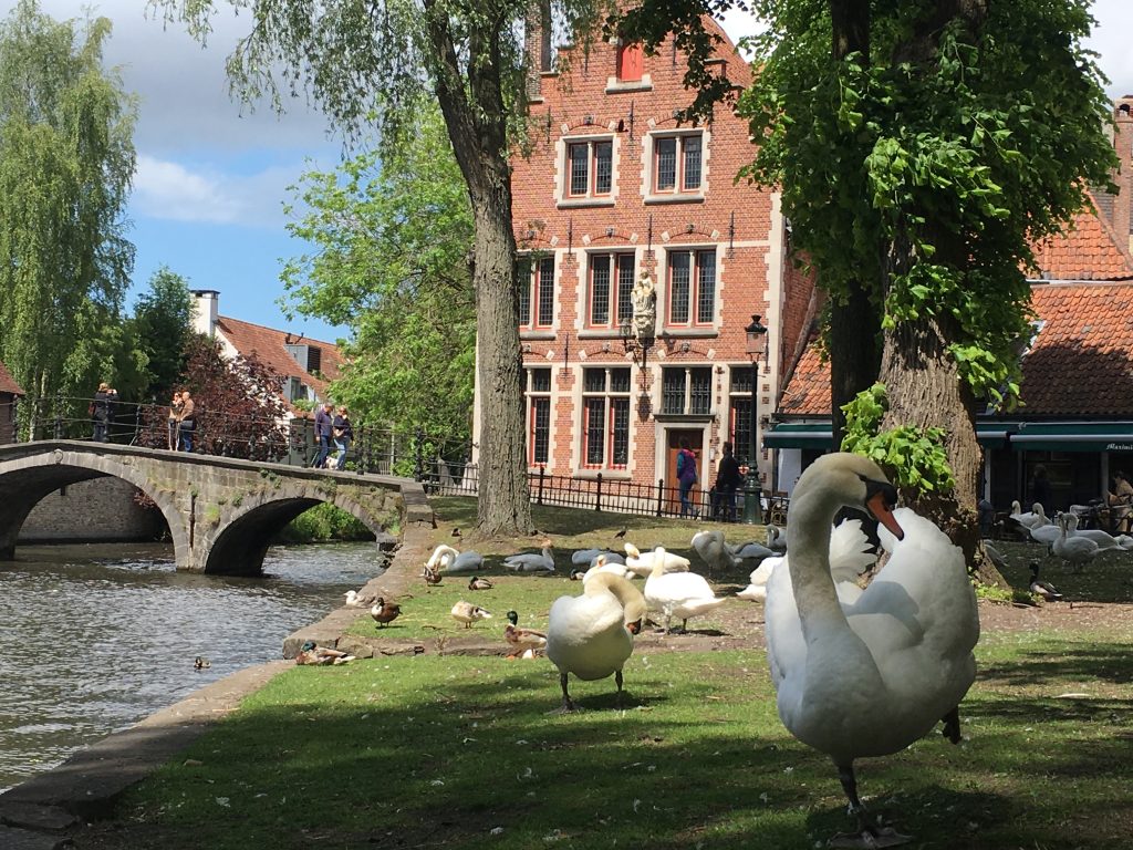 Swans at home on the canals of Bruges