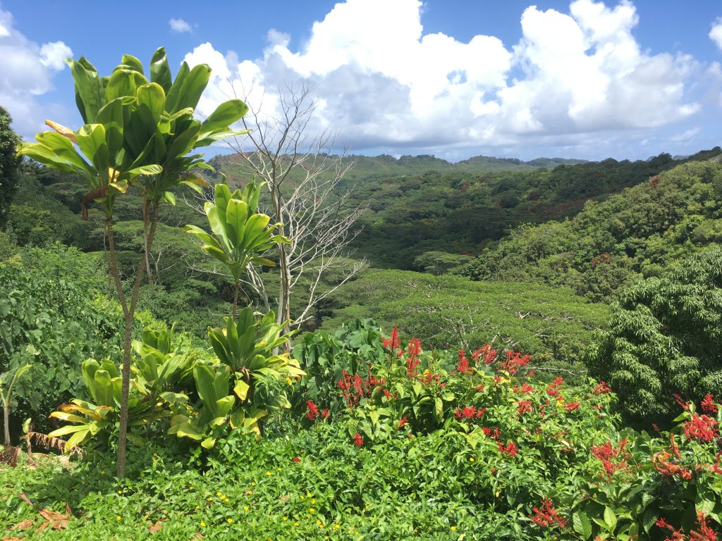 Waimea River Valley