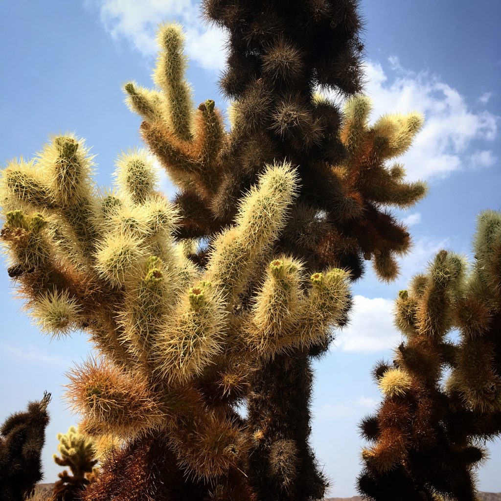 Cholla cactus garden