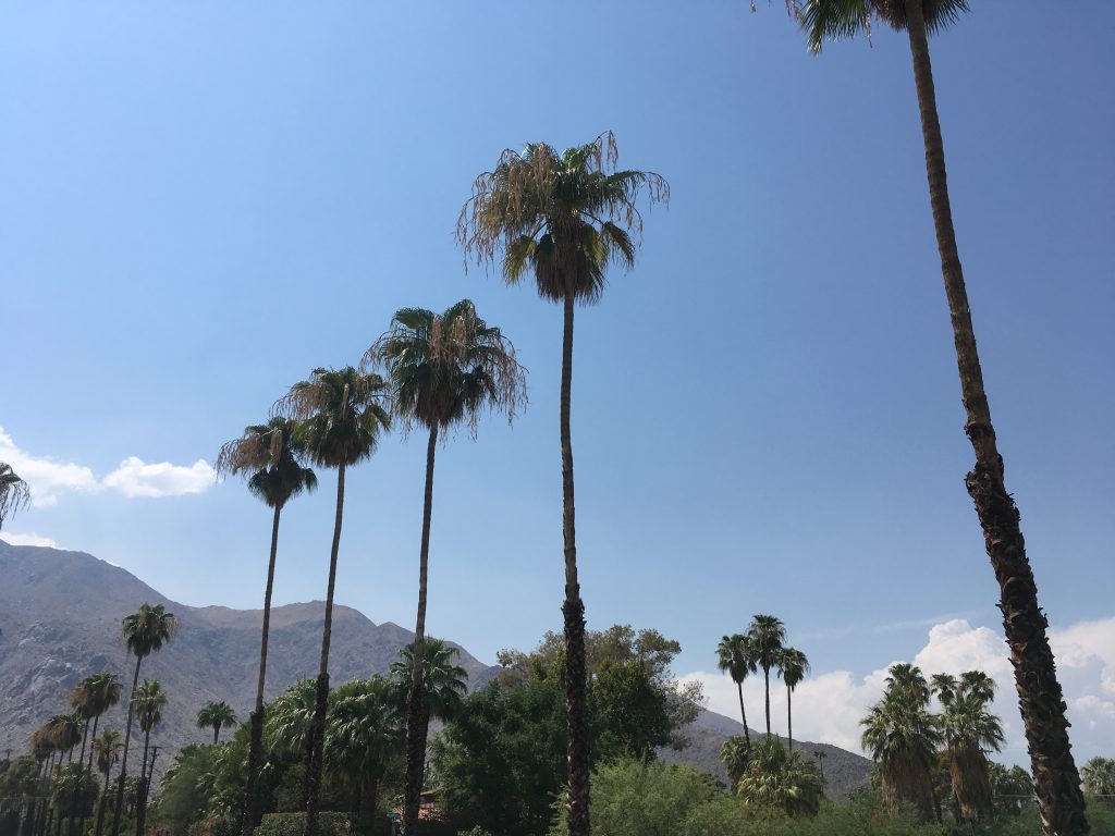 Massive palms anchored by mountains