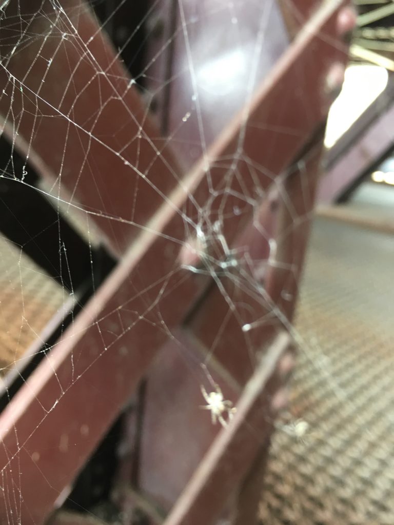 Iron and spider webs on Lakeshore Drive North's pedestrian bridge