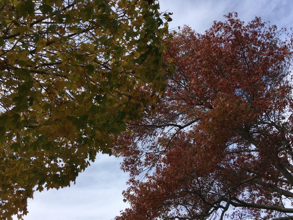 Fall colors in Kentucky