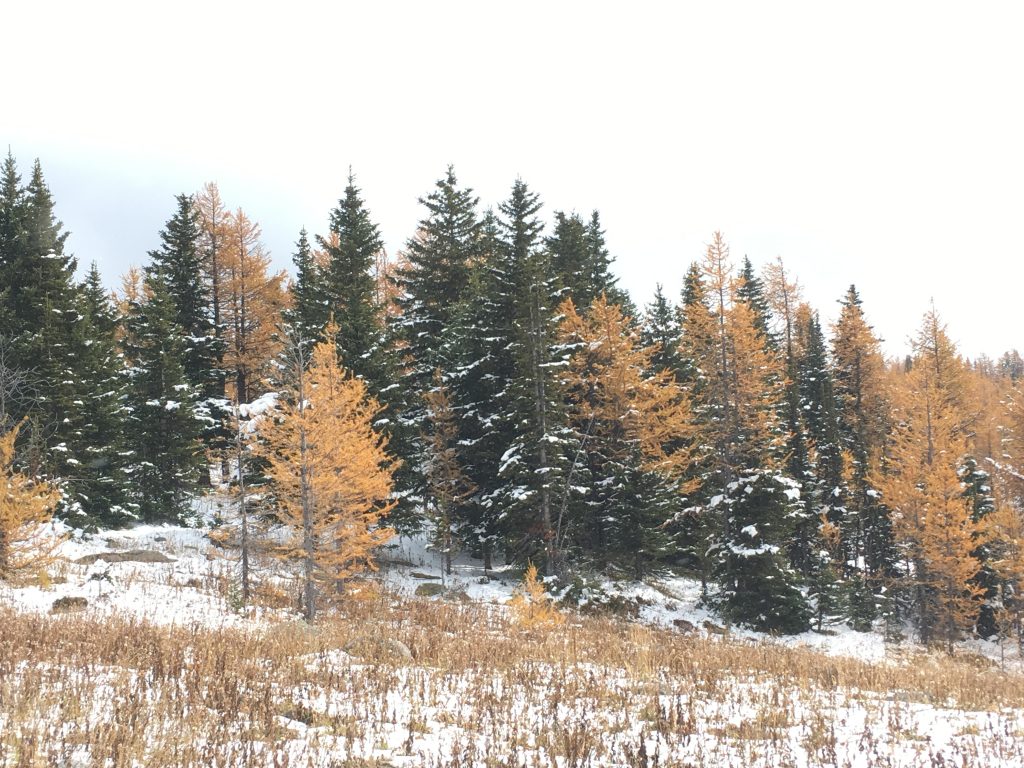 Larches sprinkled in on Healy Pass