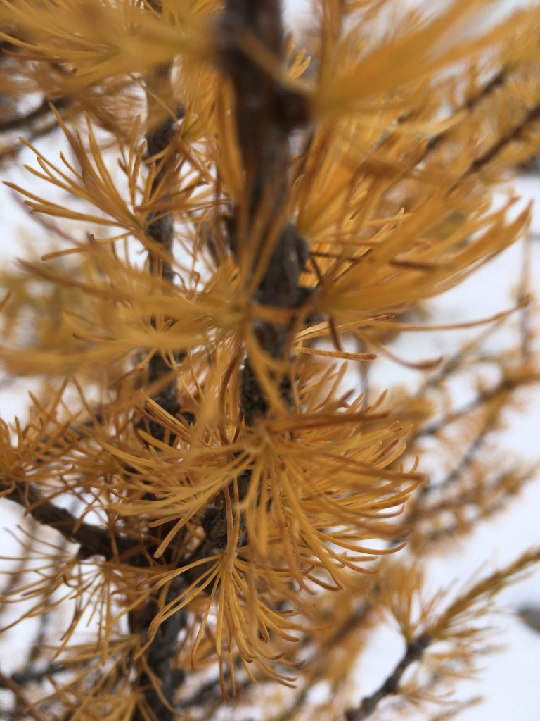 Larch detail